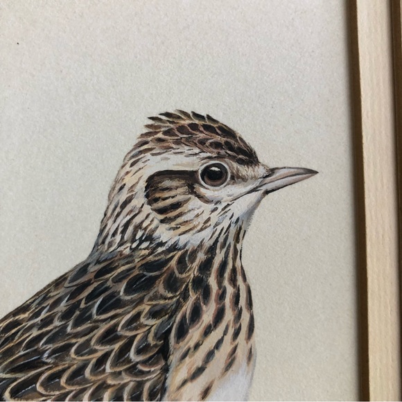 Original Arthur B. Singer (1917-1990) Horned Lark and Skylark - Picture 4 of 8
